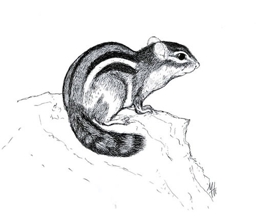 Tamias striatus, Eastern Chipmunk, Streifenh�rnchen 