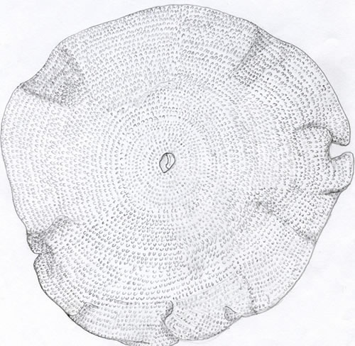 Foraminifera spec.