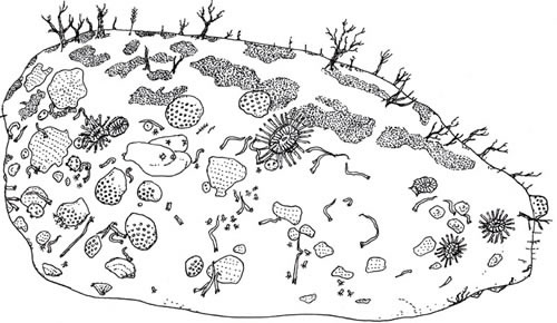 living rock from Kristineberg, Gesteinsprobe Kristineberg