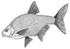 Abramis brama, Brasse (43kb)