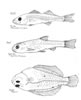 various fish larvae, verschiedene Fischlarven (34kb)
