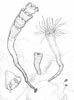 Nausithoe eumedusoides (35kb)