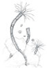 Nausithoe marginata (27kb)