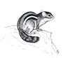 Tamias striatus, Eastern Chipmunk, Streifenh�rnchen  (28kb)