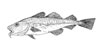 Gadus morhua, Cod, Dorsch oder Kabeljau (20kb)