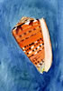 Conus barthelemyi, cone snail, Kegelschnecke (46kb)