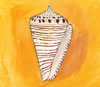 Conus hirasei, cone snail, Kegelschnecke (42kb)