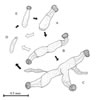 Craspedacusta sowerbyi, freshwater jellyfish, S�sswassermeduse (31kb)