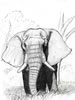 Loxodonta africana, african elephant, Afrikanischer Elefant (44kb)