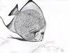 Coral reef fish, Fisch? (32kb)