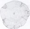 Foraminifera spec. (66kb)
