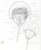 Limulus polyphemus, horseshoecrab, Pfeilschwanzkrebs (28kb)