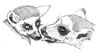 Lemur catta, ringtailed lemur, Katta (34kb)