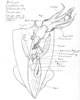Loligo spec, squid, Kalmar (34kb)