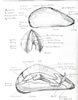 Mytilus edulis, common mussel, Miesmuschel (35kb)