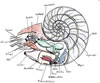 Nautilus pompilius, chambered nautilus, Nautilus oder Perlboot (54kb)