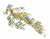 Phycodurus eques, leafy seadragon, Fetzenfisch (39kb)
