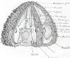 Echinoderm (57kb)