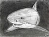 Carcharodon carcharias, great white shark, Weisser Hai (45kb)