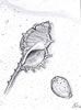 Murex and Cowry, Murex und Porzellanschnecke (32kb)