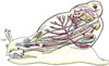 snail, Schnecke (44kb)