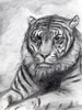 Panthera tigris altaica, siberian tiger, Sibirischer Tiger (52kb)